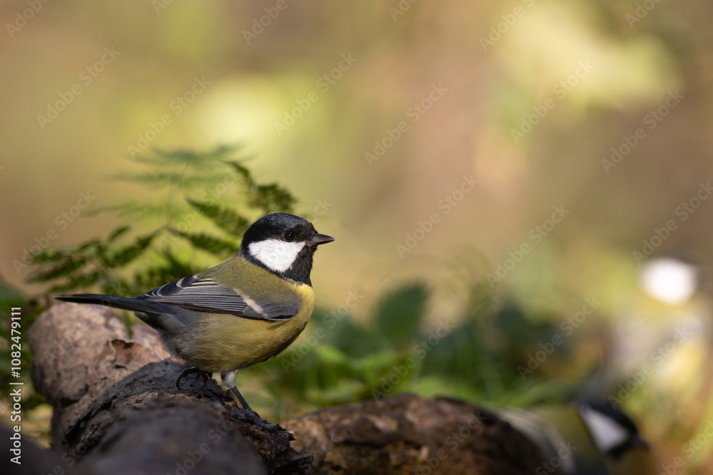 Obraz premium Bird - Colorful great tit Parus major drinking water and bathing in forest pond, photographed in horizontal, amazing background, summer time