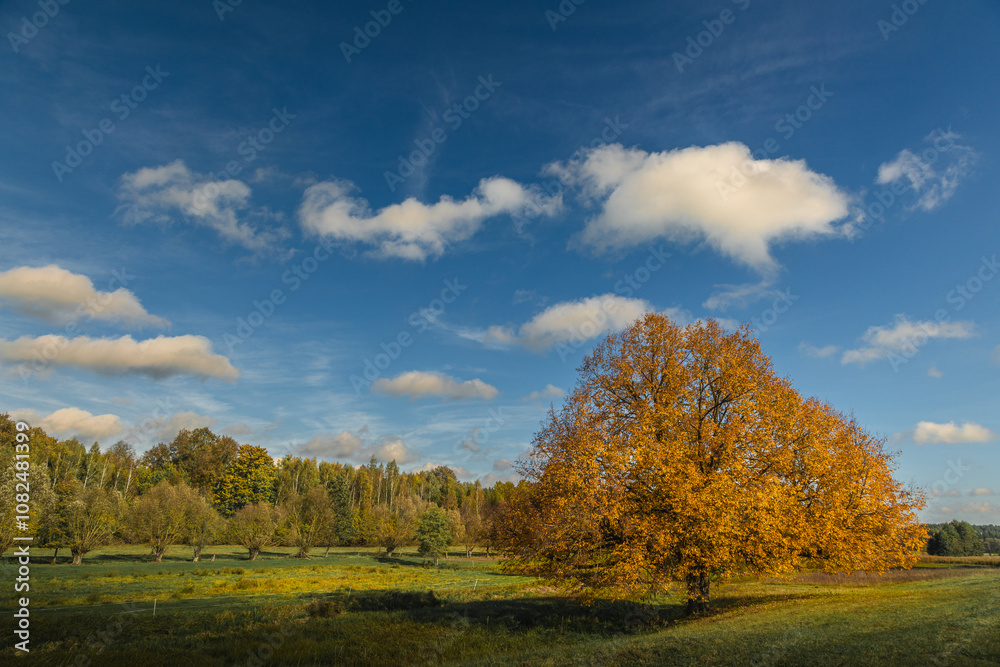 october landscape - autumn sunny day, beautiful trees with colorful leaves, Poland, Europe, Podlasie, white clouds on blue sky october landscape - autumn sunny day, beautiful trees with colorful leaves, Poland, Europe, Podlasie, white clouds on blue sky
