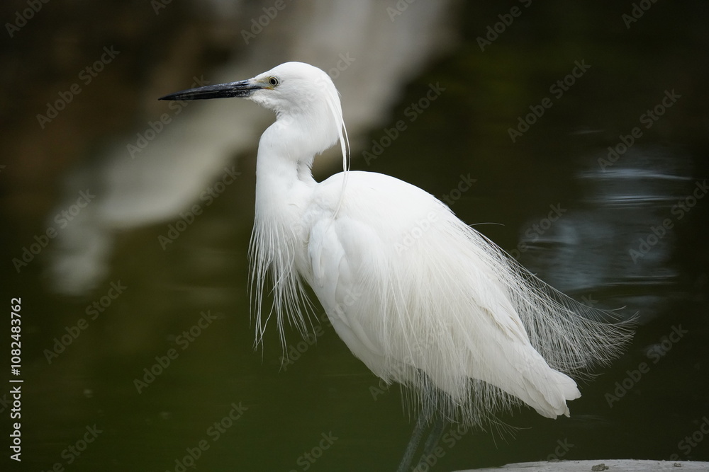 Capture the graceful side posture of the white egret Capture the graceful side posture of the white egret