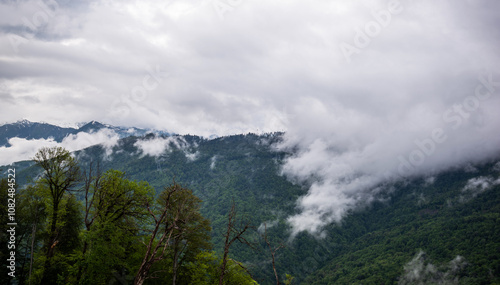 A misty mountain landscape unfolds with luscious greenery and towering trees, as low clouds over the snow-tipped peaks in the background, presenting a serene natural spectacle