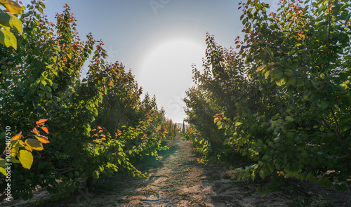 An orchard filled with fruit trees. The branches are dense with green leaves, and some leaves have turned a reddish hue, indicating the transition of seasons. The sun is shining through the foliage.