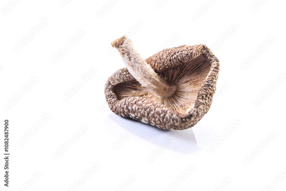 Obraz premium dehydrated shitake, Lentinula edodes