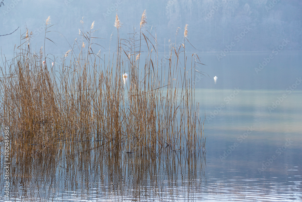 Lake of Levico / Trentino
