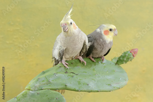 A pair of Australian parakeets foraging on wild cactus flowers. This hook-billed bird has the scientific name Nymphicus hollandicus. photo