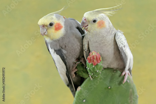 A pair of Australian parakeets foraging on wild cactus flowers. This hook-billed bird has the scientific name Nymphicus hollandicus.