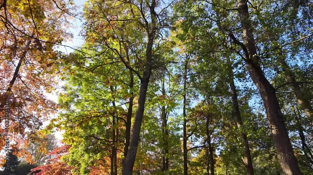 Walking among trees during autumn with fall foliage Walking among trees during autumn with fall foliage
