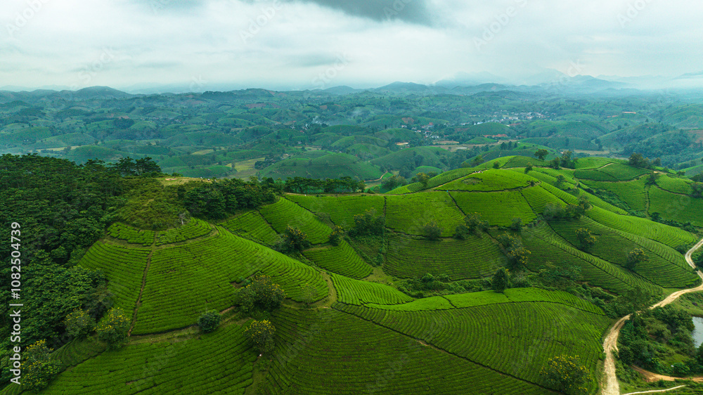 Aerial view of Long Coc tea hills, Phu Tho province, Vietnam. Beautiful green tea plantation in Vietnam. Nature background. Travel and agriculture concept. Aerial view of Long Coc tea hills, Phu Tho province, Vietnam. Beautiful green tea plantation in Vietnam. Nature background. Travel and agriculture concept.