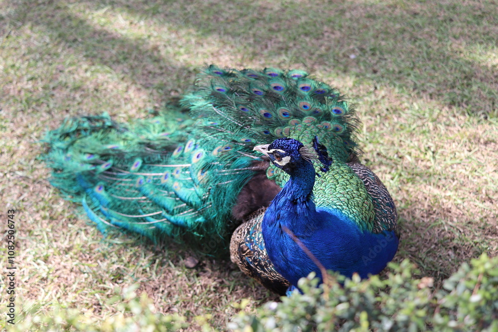 Fototapeta premium peacock in the garden