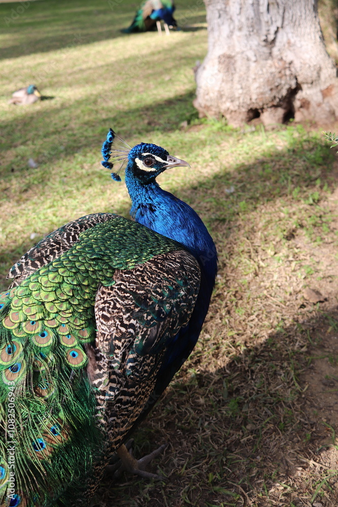 Fototapeta premium peacock with feathers out