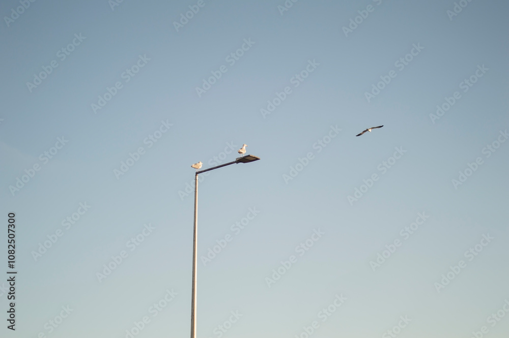 Seagulls flying over a street lamp on a sky background Seagulls flying over a street lamp on a sky background