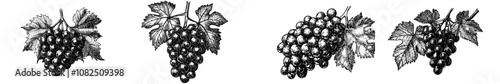 A hand-drawn ink sketch of grapes on a branch. A modern engraving style illustration.