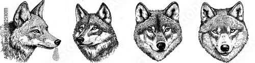 A wolf head is an image that is transparent, 300dpi, digital, tshirt, POD, EPS, modern, clipart, book cover, wall art, ready for printing, Print-on-Demand, colorful, no background, elegant.