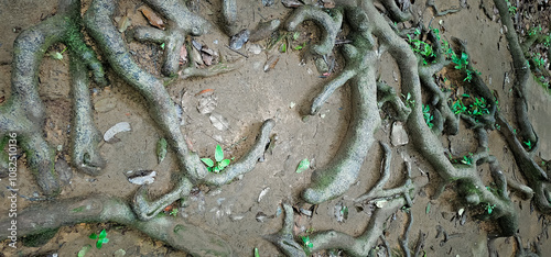 Majestic Tree Root: Nature’s Intricate Design and Hidden Strength photo