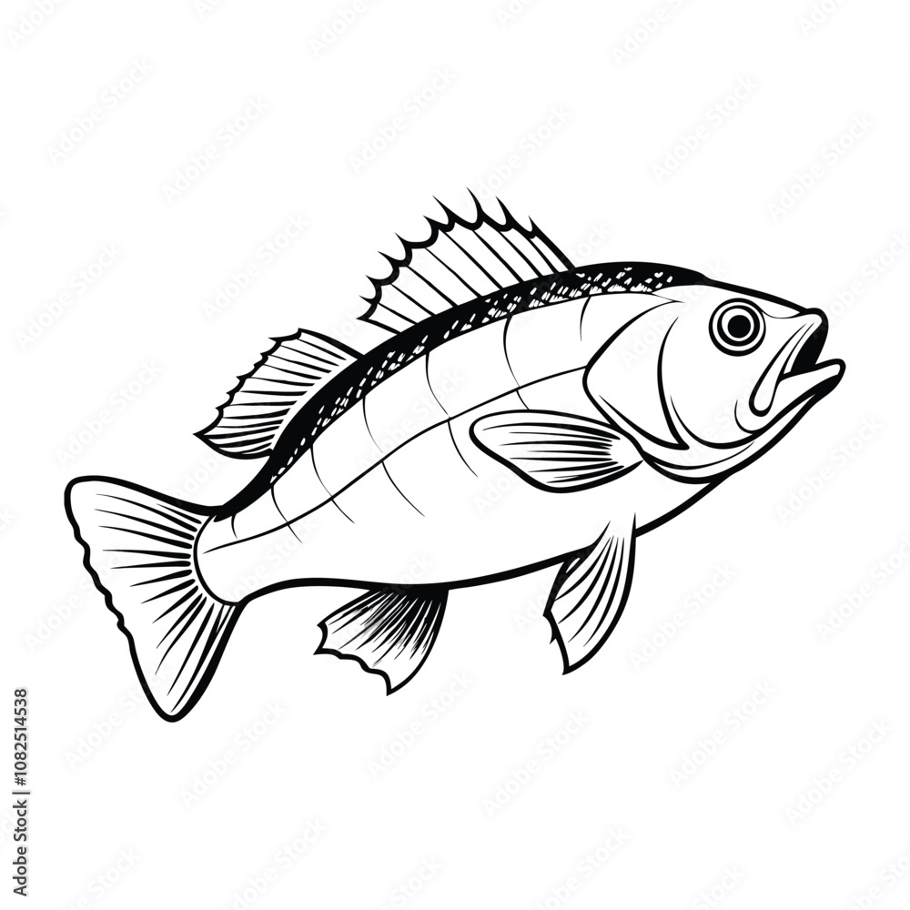 sea bass fish design, labeled line art vector silhouette illustration.
