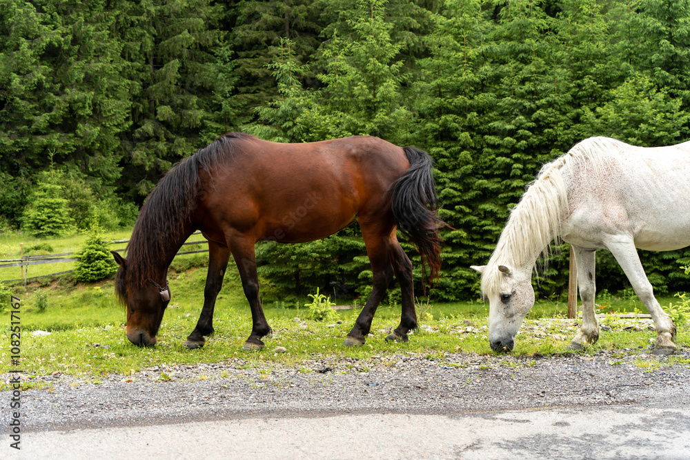 Wild horses amoung high trees in the mountains Wild horses amoung high trees in the mountains