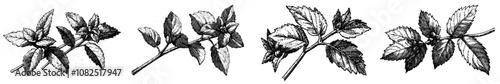 A modern illustration of peppermint leaves, branches and flowers illustrated in an engraving style.