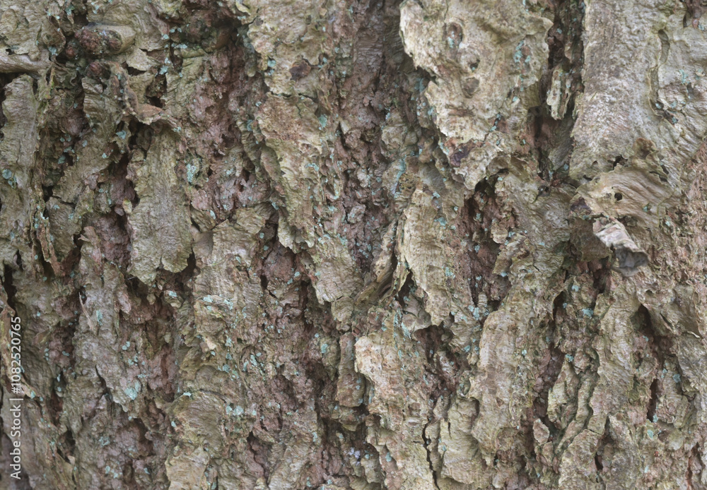 Beautiful details of the bark of quercus mongolica Beautiful details of the bark of quercus mongolica