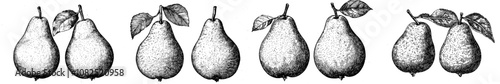Isolated ink sketch of pears on white background. A modern hand-drawn illustration.