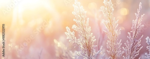 Frosted grass illuminated by soft sunlight, creating a serene winter atmosphere.