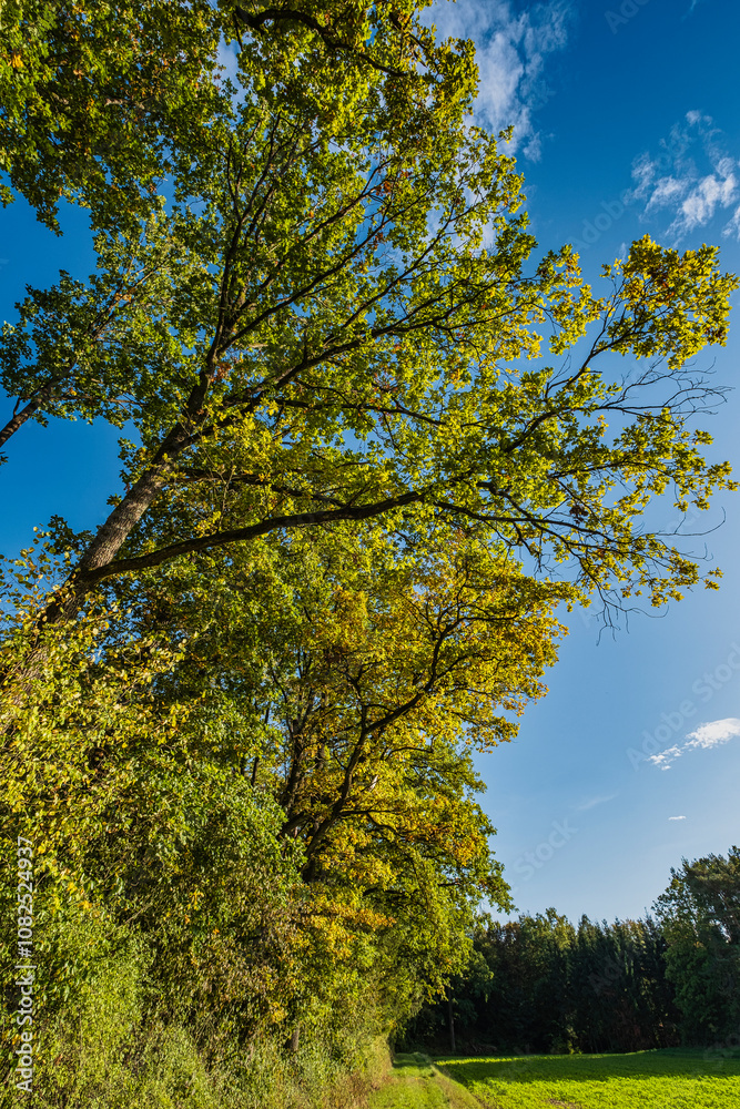 Autumnal colored deciduous trees against a blue sky on a sunny autumn day Autumnal colored deciduous trees against a blue sky on a sunny autumn day