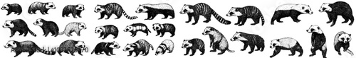 An isolated honey badger set illustration ink sketch with a ratel background. This old print is in black and white.