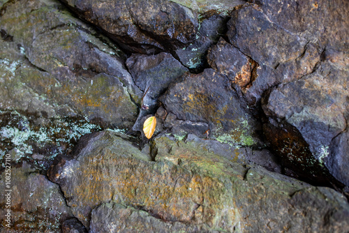 Ein Felsen in Fron Draufsicht mit leichtem Moss besetzt. photo