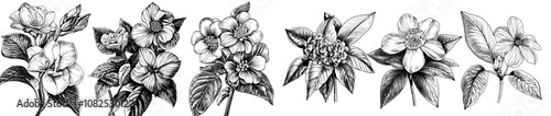 Sketches of floral plants drawn in monochrome. Vintage botanical design style.
