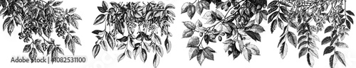 Hand drawn outline of ivy growing on a wall. Modern illustration.