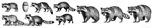 Wild pet background line racoon collection modern art set vintage engraving. Embroidered raccoon illustration.