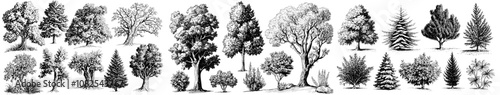Tree forest outline, hand drawn modern. Garden drawing.