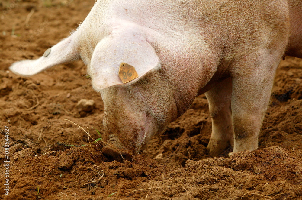 Elevage de cochon Elevage de cochon