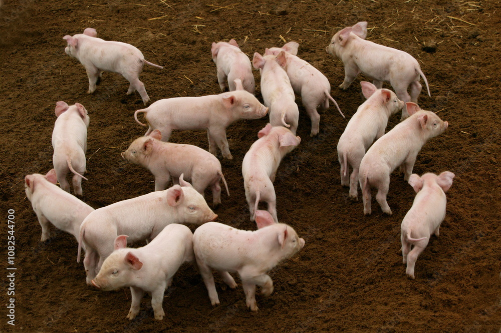 Elevage de cochon Elevage de cochon