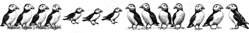 Stormy petrel on wild bird background. Vintage engrave isolated puffin set illustration ink.