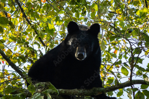 Young Black Bear, Ursus americanus, in leafy tree with glimpse of sunlight looking down in High Point State Park, New Jersey