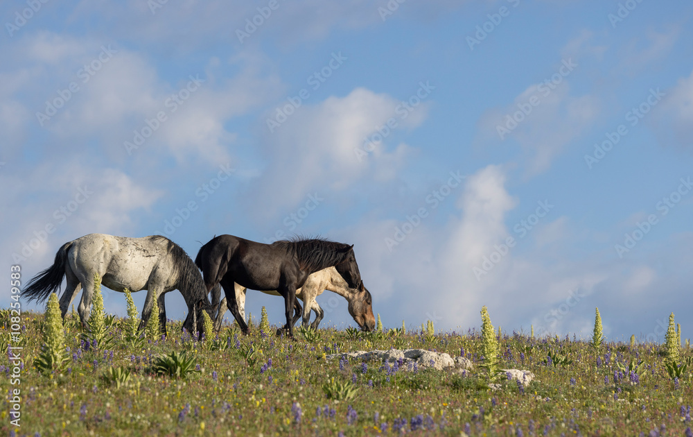 Obraz premium Wild Horses in the Pryor Mountains Montana in Summer