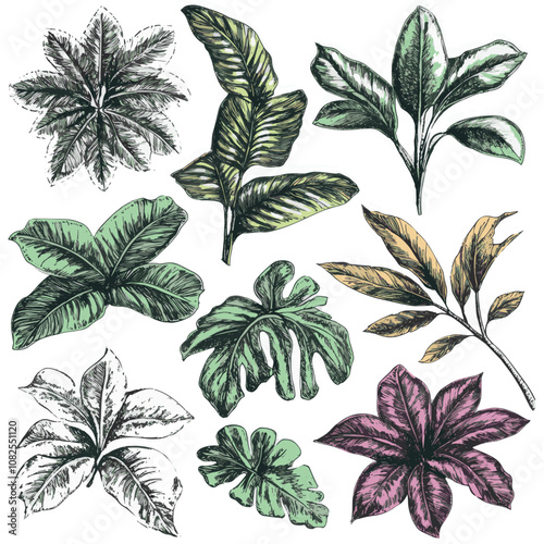 set of leaves