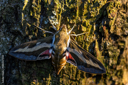 Bedstraw Hawk-moth - Hyles gallii, beautiful colored hawk-moth from European woodlands and forests edges, Czech Republic. photo