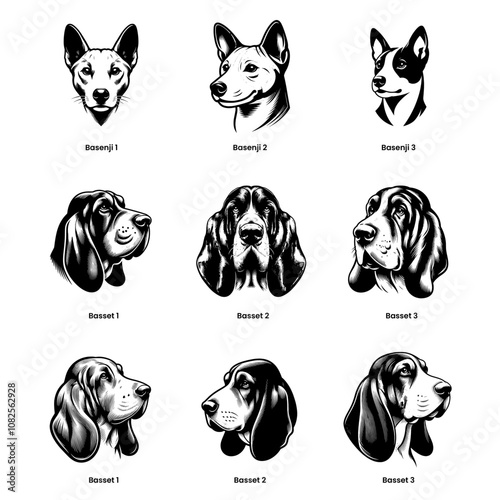 head of dog basenji and basset