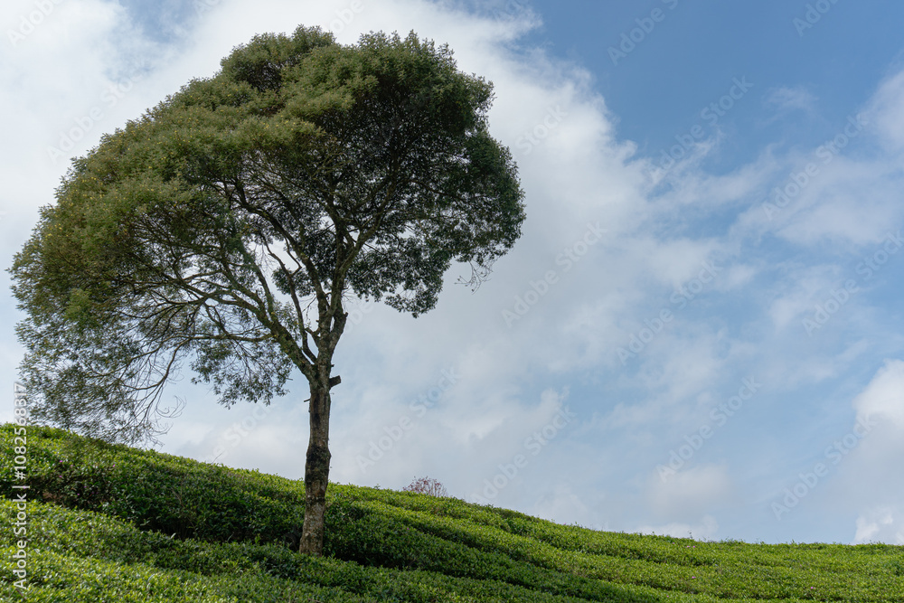 Nature's Serenity: A Tree Stands Tall in a Tea Plantation Nature's Serenity: A Tree Stands Tall in a Tea Plantation