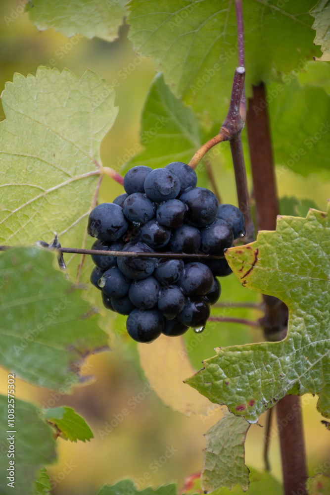 Harvest time on terraced vineyards in Moselle river valley, Germany and Luxembourg, Grauer burbunder or Pinot gris grapes on vine Harvest time on terraced vineyards in Moselle river valley, Germany and Luxembourg, Grauer burbunder or Pinot gris grapes on vine