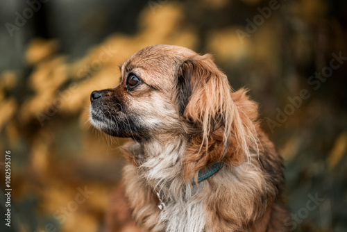 Canvastavla Tibetan Spaniel dog small cute little