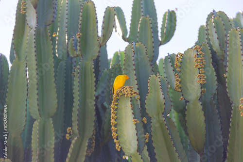 Saffron Finch, in vibrant yellow, perched on a blooming cacto-candelabro. Vibrant nature in contrast. photo