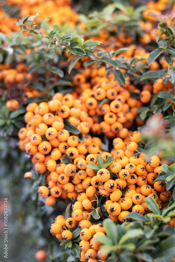 Fototapeta premium Close-up of Firethorn (Pyracantha coccinea) berries