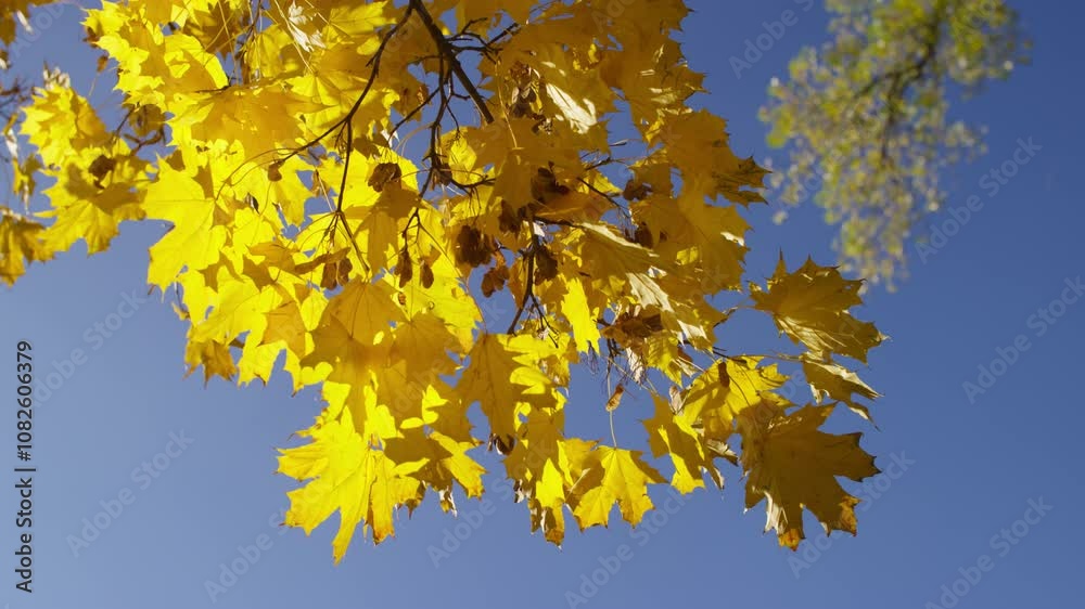 Bright Yellow Maple Leaves Against Blue Sky Bright Yellow Maple Leaves Against Blue Sky