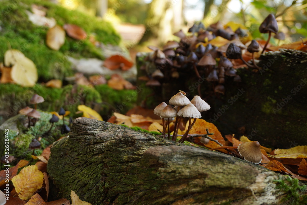 Fototapeta premium Mycena galericulata mushroom on tree log