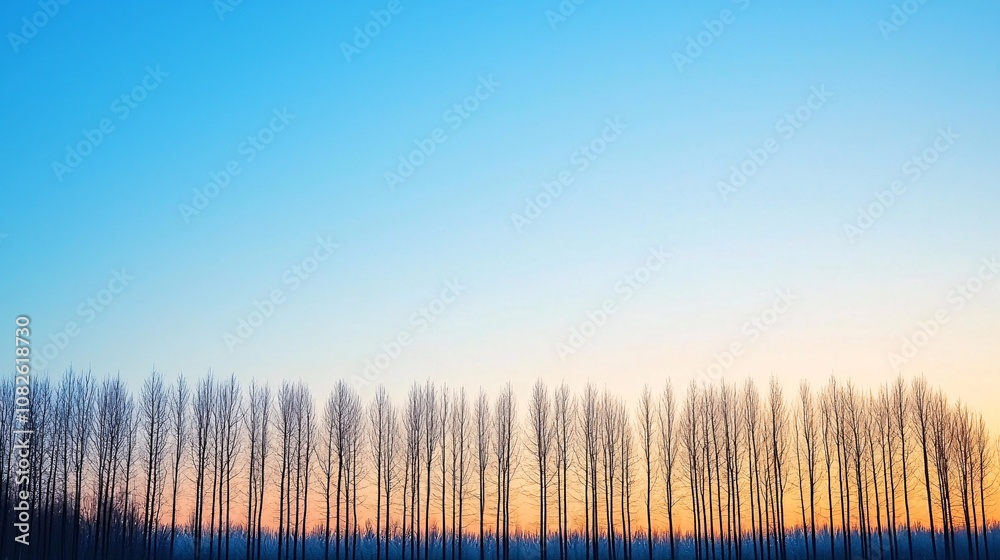 Serene Landscape with Tall Trees Silhouetted Against a Colorful Sunset Sky in Soft Gradient of Blue and Orange Hues at Dusk Serene Landscape with Tall Trees Silhouetted Against a Colorful Sunset Sky in Soft Gradient of Blue and Orange Hues at Dusk