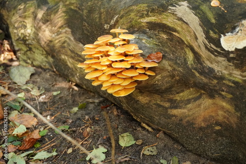 Velvet Shank Flammulina velutipes mushroom on tree log photo