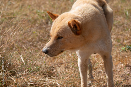 Wild Dingo Dog in Natural Habitat, Australia’s Unique Wildlife, Brown and Tan Fur, Canine Outdoors in Dry Grassland