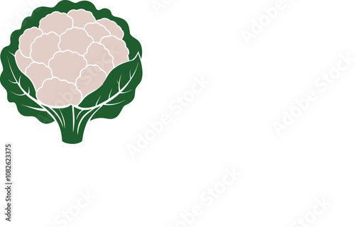 Cauliflower vector Adobe Illustrator Artwork photo