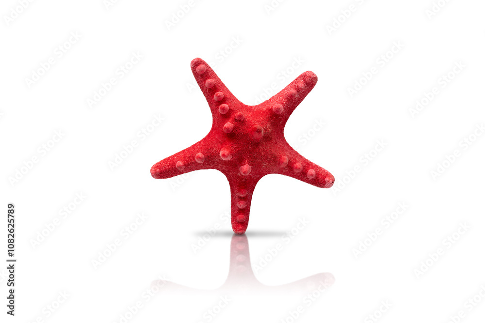 Red starfish isolated on white background with reflection and shadow. Red starfish isolated on white background with reflection and shadow.